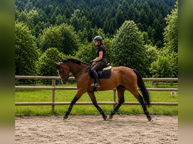 Irish sport horse Merrie 6 Jaar 172 cm Bruin in Gummern