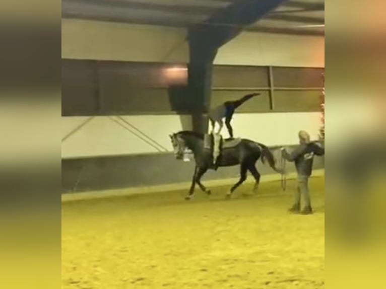 Irish sport horse Merrie 6 Jaar 178 cm Appelschimmel in Rheinbach