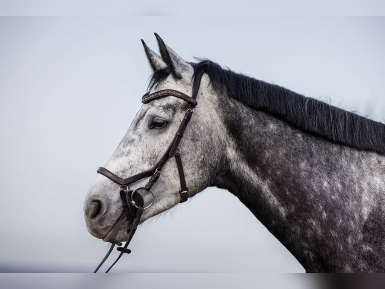 Irish sport horse Merrie 6 Jaar 178 cm Appelschimmel in Rheinbach