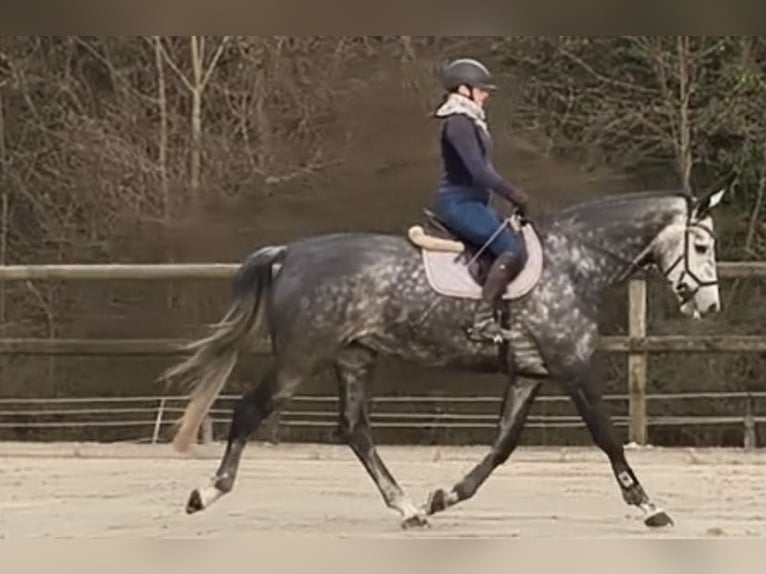 Irish sport horse Merrie 6 Jaar 178 cm Appelschimmel in Rheinbach