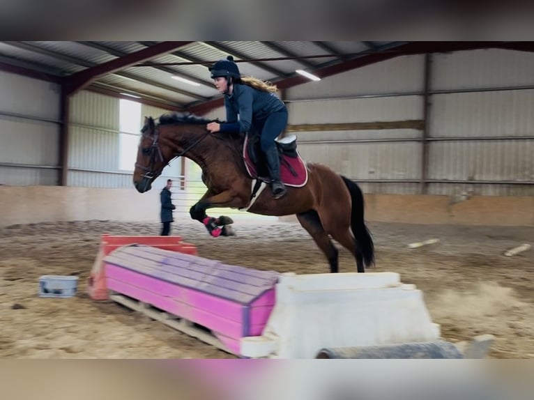 Irish sport horse Merrie 7 Jaar 145 cm Lichtbruin in Sligo