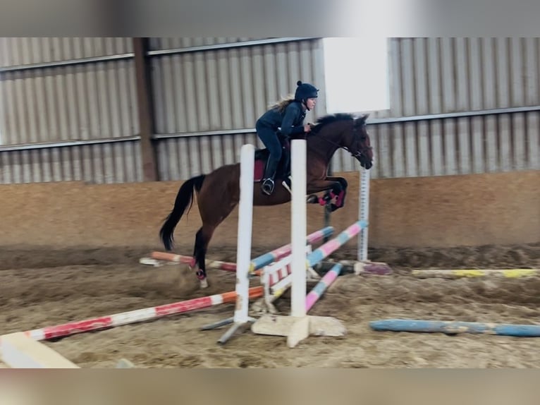 Irish sport horse Merrie 7 Jaar 145 cm Lichtbruin in Sligo