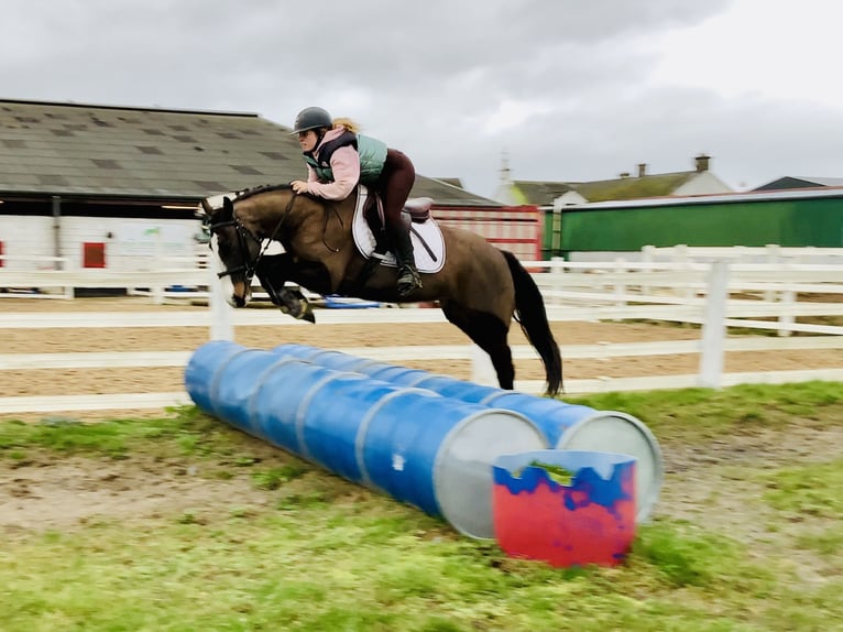 Irish sport horse Merrie 7 Jaar 148 cm Bruin in Mountrath