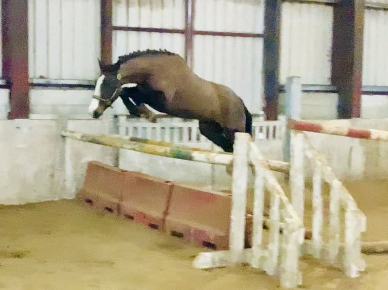 Irish sport horse Merrie 7 Jaar 148 cm Bruin in Mountrath