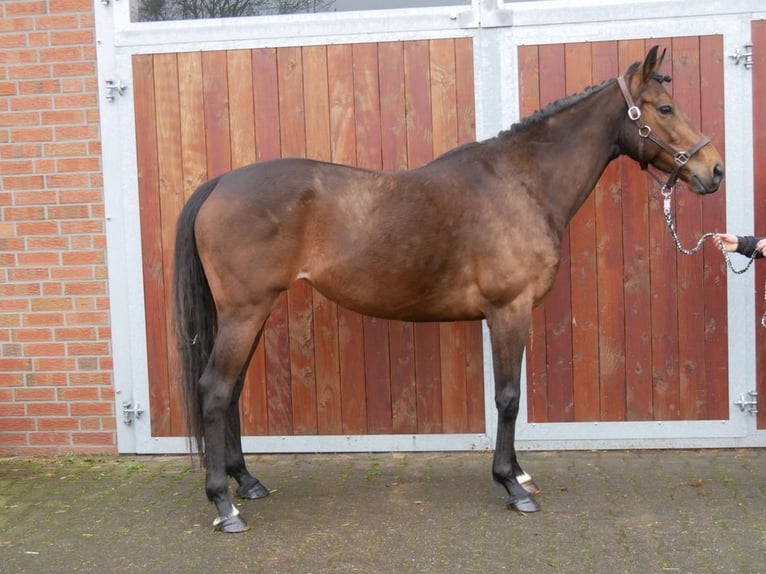 Irish sport horse Merrie 7 Jaar 155 cm in Dorsten