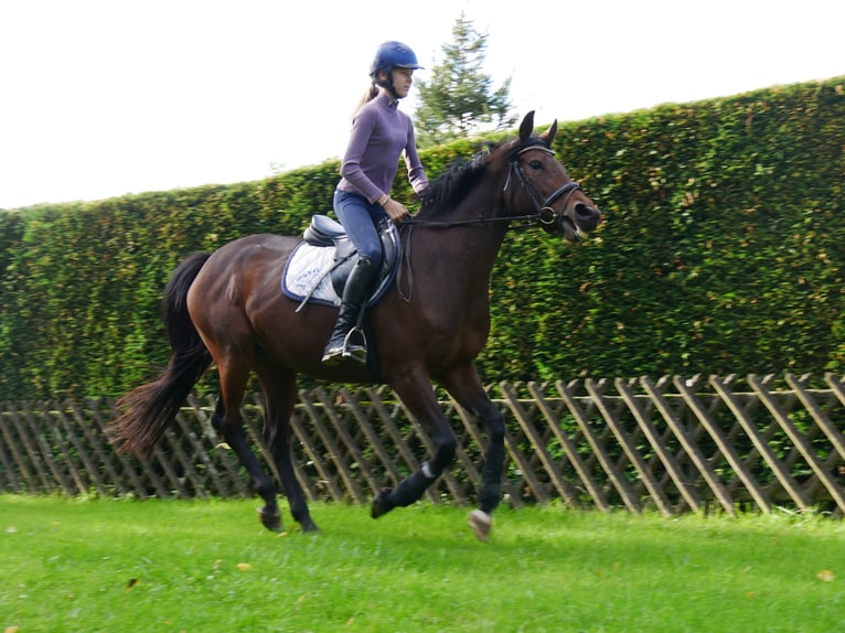 Irish sport horse Merrie 7 Jaar 155 cm in Dorsten