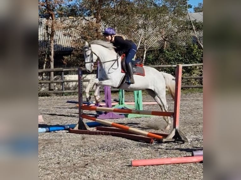 Irish sport horse Merrie 7 Jaar 155 cm Schimmel in Dublin