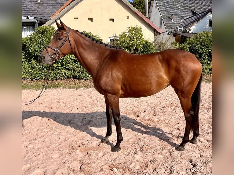 Irish sport horse Merrie 7 Jaar 160 cm Bruin in Sonnefeld