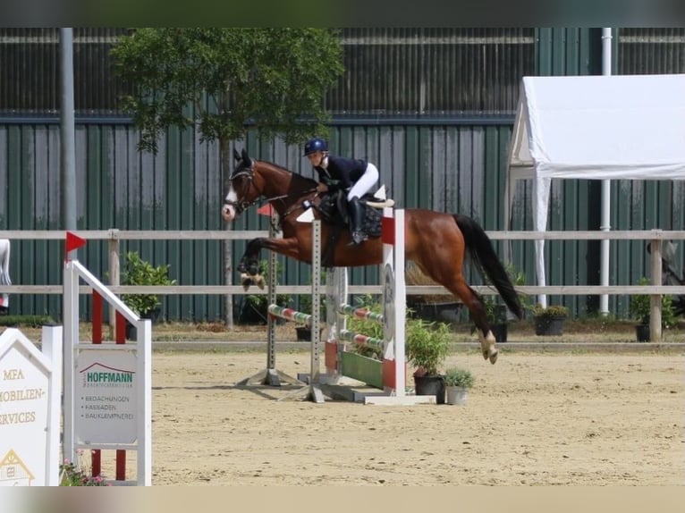 Irish sport horse Merrie 7 Jaar 160 cm Bruin in Dinslaken