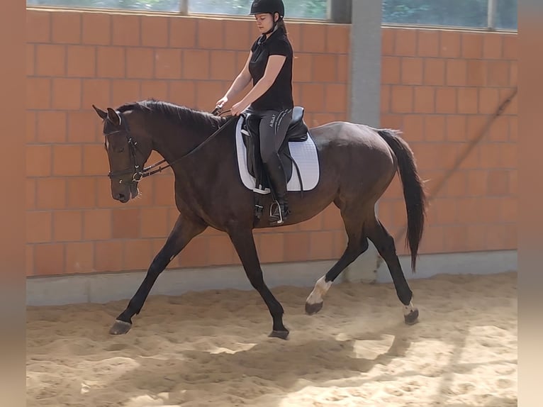 Irish sport horse Merrie 7 Jaar 160 cm Donkerbruin in Blomberg