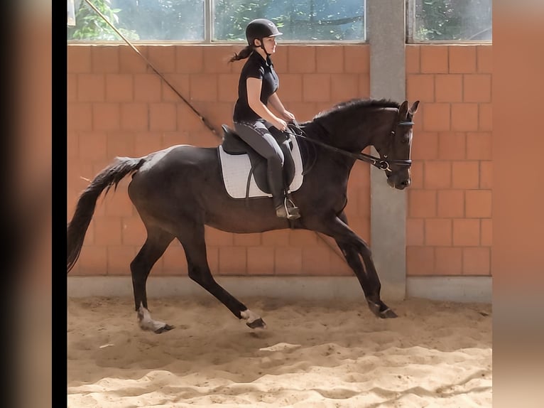 Irish sport horse Merrie 7 Jaar 160 cm Donkerbruin in Blomberg