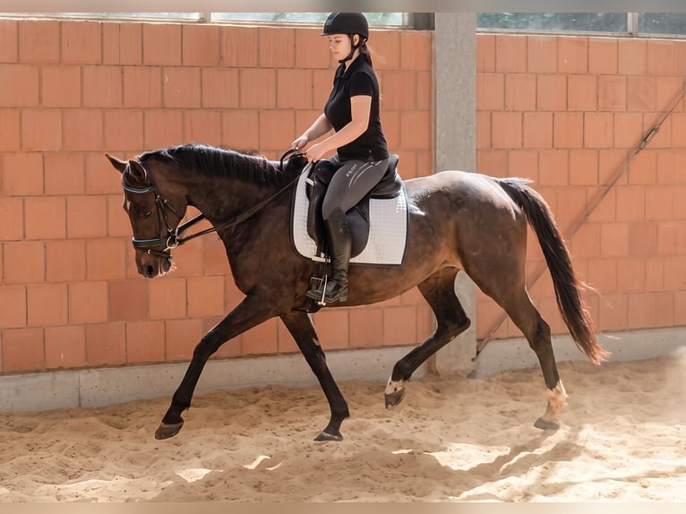 Irish sport horse Merrie 7 Jaar 160 cm Donkerbruin in Blomberg