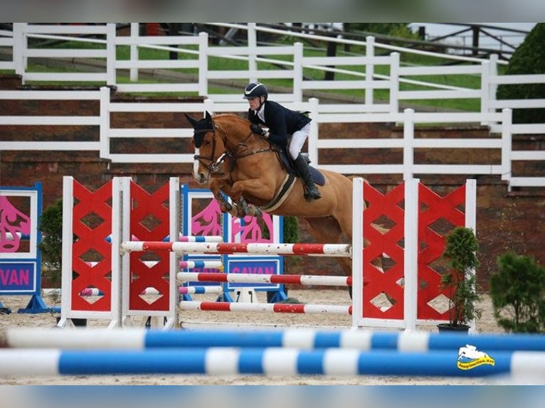 Irish sport horse Merrie 7 Jaar 160 cm Donkere-vos in Carlow