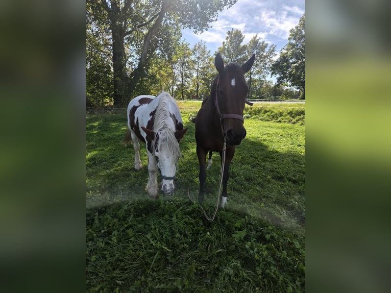 Irish sport horse Merrie 7 Jaar 160 cm Lichtbruin in Bad Langensalza