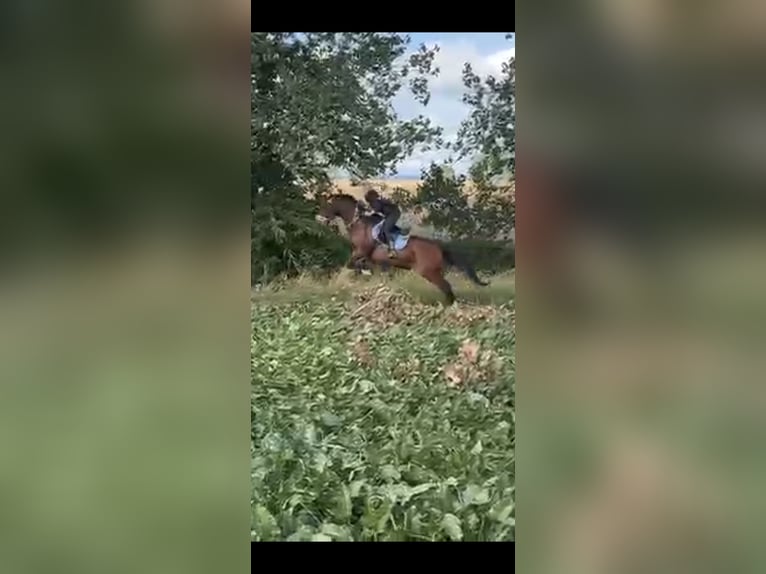 Irish sport horse Merrie 7 Jaar 160 cm Lichtbruin in Bad Langensalza