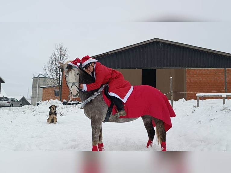 Irish sport horse Merrie 7 Jaar 160 cm Schimmel in St. Pölten