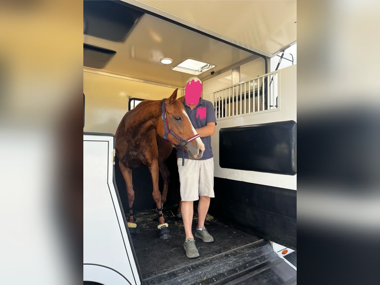 Irish sport horse Merrie 7 Jaar 160 cm Vos in Frankfurt am Main