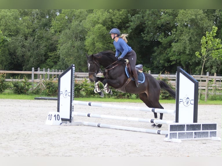 Irish sport horse Merrie 7 Jaar 160 cm Zwart in Pepingen