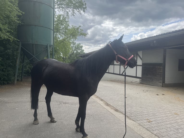 Irish sport horse Merrie 7 Jaar 160 cm Zwart in Wiesbaden