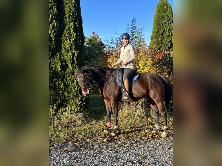 Irish sport horse Merrie 7 Jaar 162 cm Donkerbruin in Dietmannsried