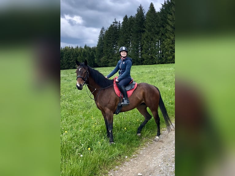 Irish sport horse Merrie 7 Jaar 162 cm Donkerbruin in Dietmannsried