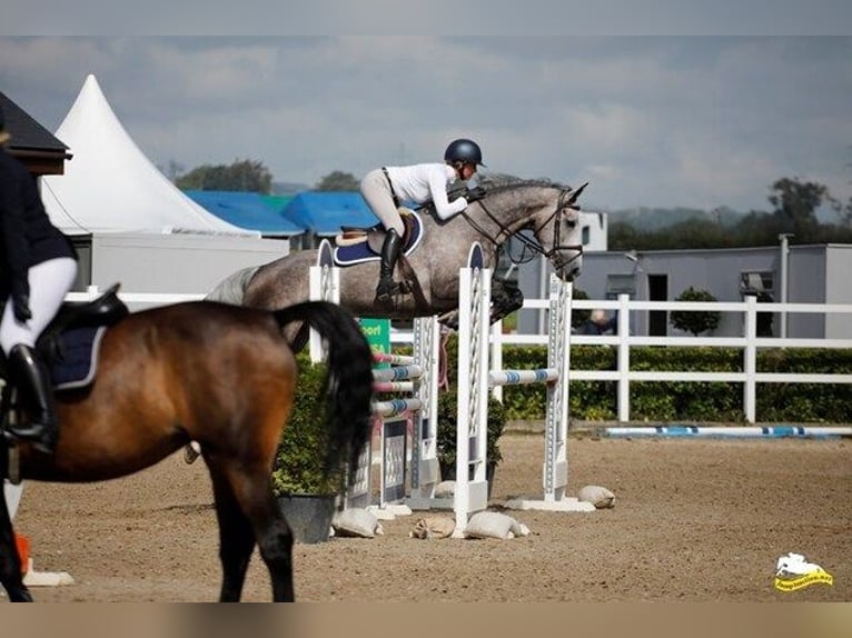 Irish sport horse Merrie 7 Jaar 163 cm Appelschimmel in Waterford