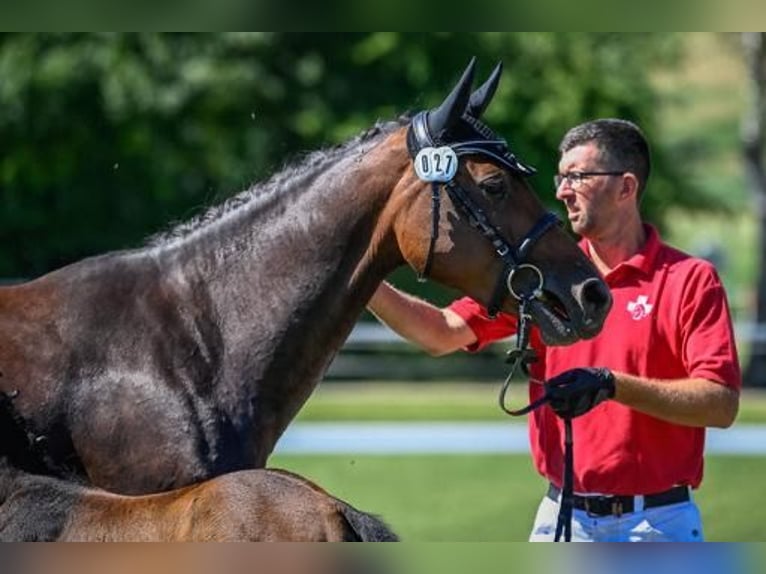Irish sport horse Merrie 7 Jaar 165 cm Donkerbruin in Bronschhofen