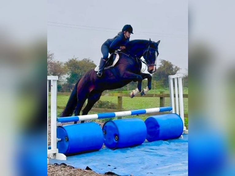 Irish sport horse Merrie 7 Jaar 165 cm Roodbruin in Kent