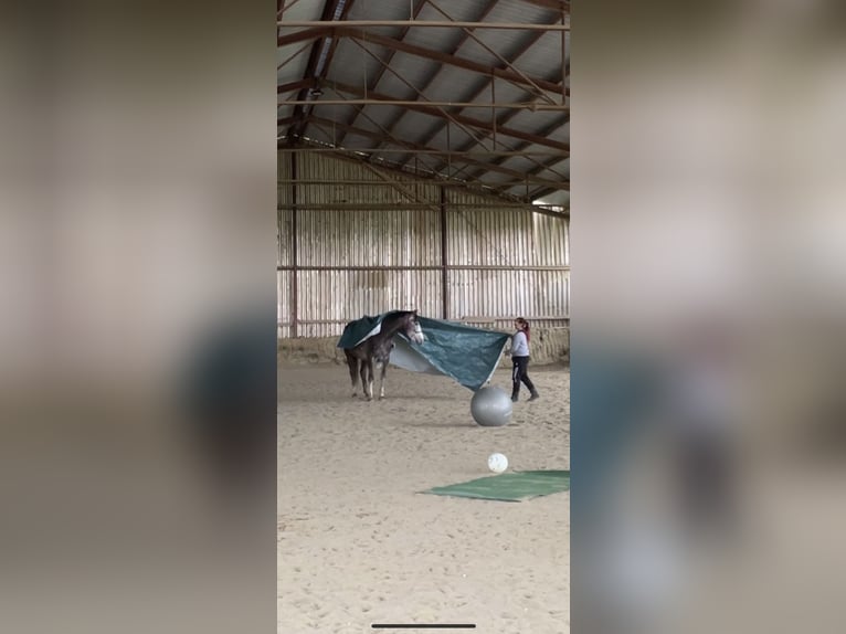 Irish sport horse Merrie 7 Jaar 167 cm Schimmel in St. Pölten