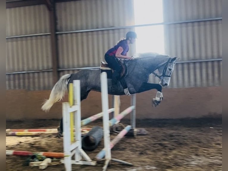 Irish sport horse Merrie 7 Jaar 168 cm Appelschimmel in Sligo