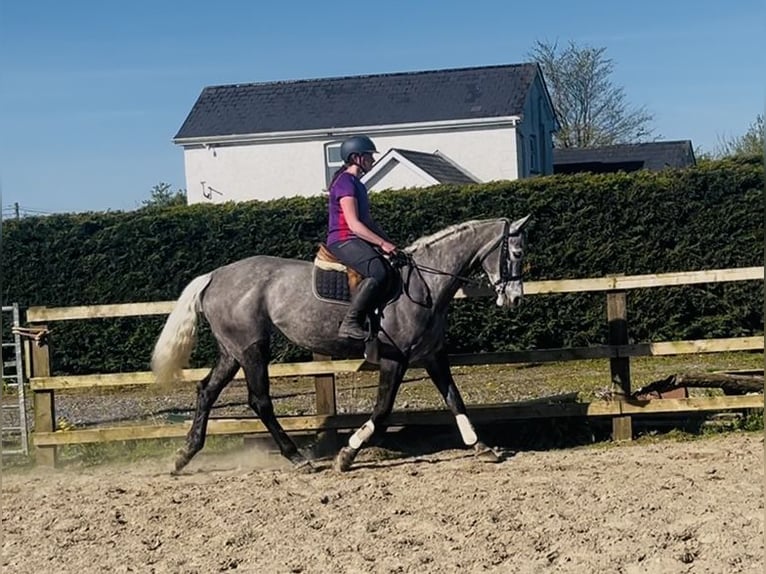 Irish sport horse Merrie 7 Jaar 168 cm Appelschimmel in Sligo