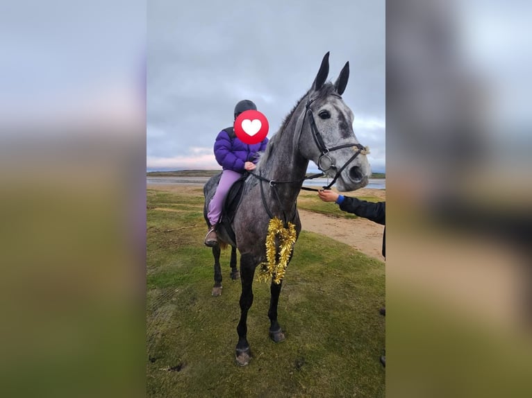 Irish sport horse Merrie 7 Jaar 168 cm Appelschimmel in Sligo