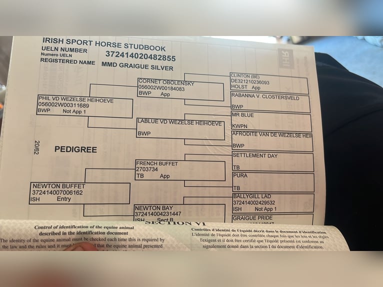 Irish sport horse Merrie 7 Jaar 168 cm Appelschimmel in Sligo