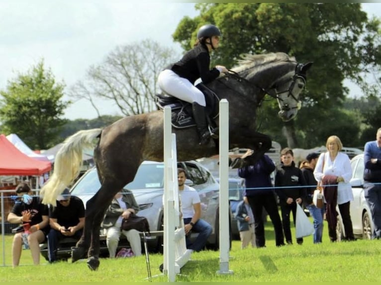 Irish sport horse Merrie 7 Jaar 168 cm Appelschimmel in Sligo