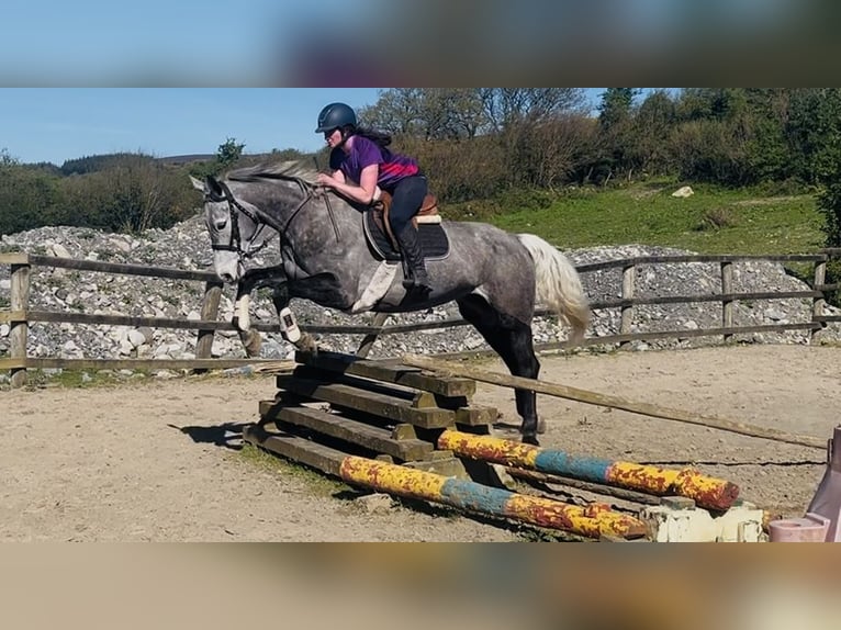 Irish sport horse Merrie 7 Jaar 168 cm Appelschimmel in Sligo