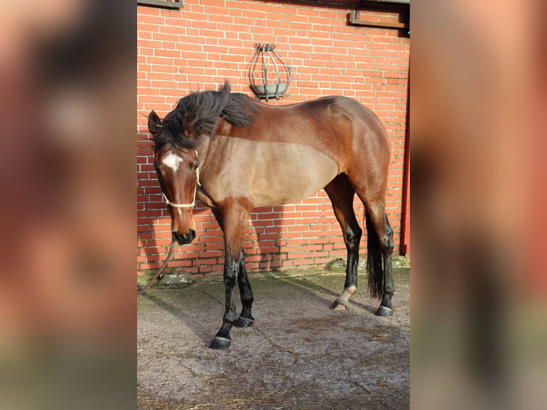 Irish sport horse Merrie 7 Jaar 168 cm Brauner in Westerland