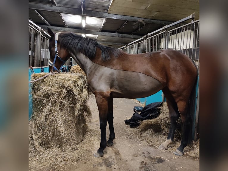 Irish sport horse Merrie 7 Jaar 168 cm Bruin in Westerland