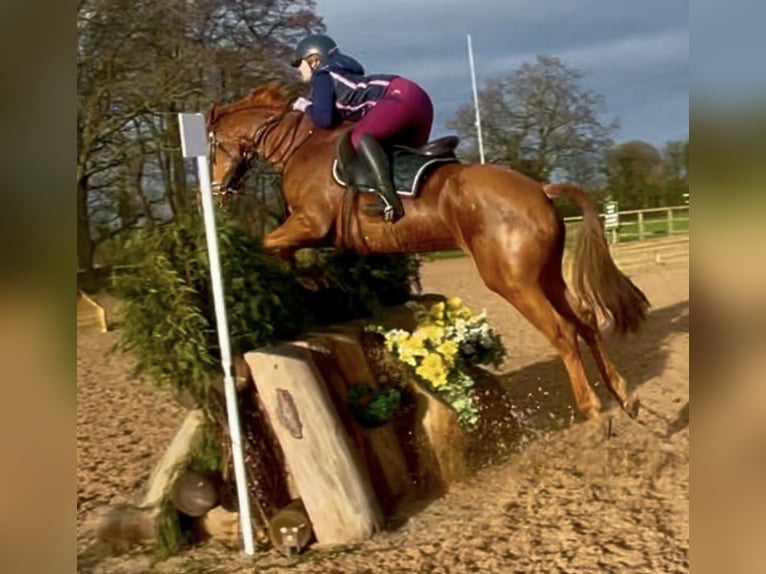 Irish sport horse Merrie 7 Jaar 168 cm Donkere-vos in Blackburn