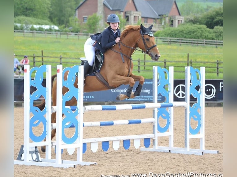Irish sport horse Merrie 7 Jaar 168 cm Donkere-vos in Blackburn