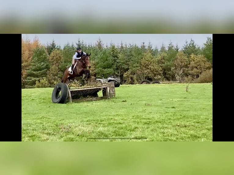 Irish sport horse Merrie 7 Jaar 170 cm Roodbruin in Sligo