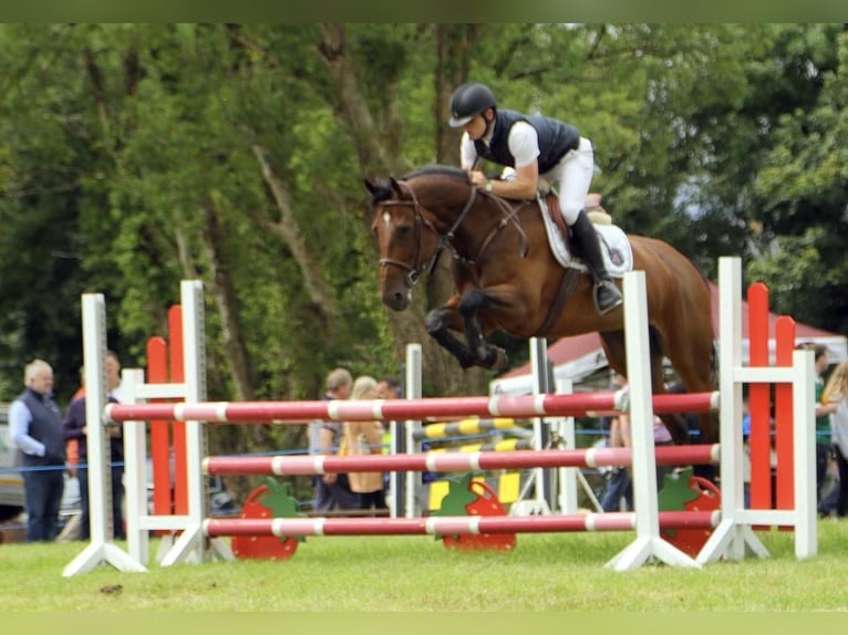 Irish sport horse Merrie 7 Jaar 170 cm Roodbruin in Sligo