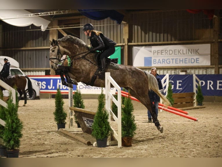 Irish sport horse Merrie 7 Jaar 173 cm Appelschimmel in Wursten