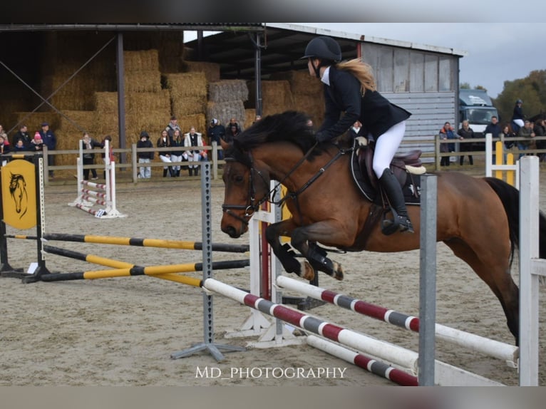Irish sport horse Merrie 8 Jaar 144 cm Bruin in Bogaarden