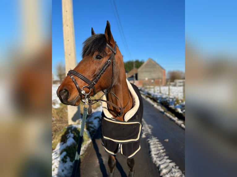 Irish sport horse Merrie 8 Jaar 144 cm Bruin in Bogaarden