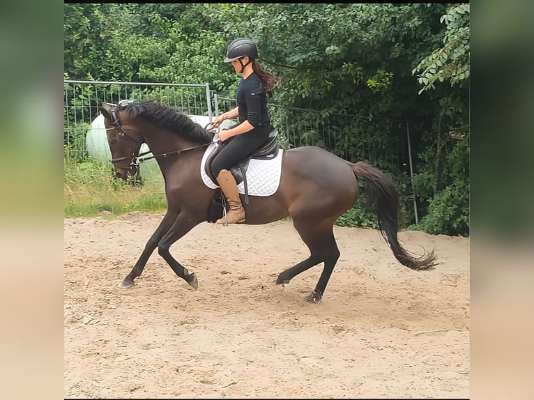 Irish sport horse Merrie 8 Jaar 152 cm Bruin in Lage