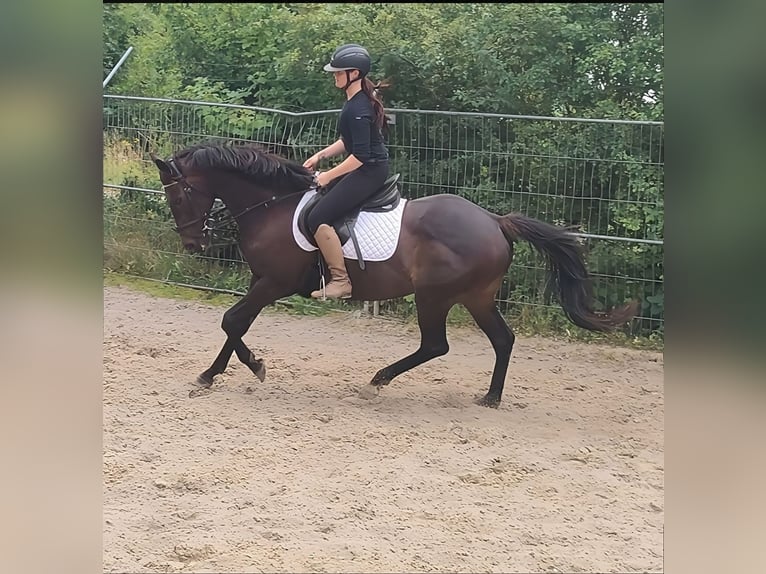 Irish sport horse Merrie 8 Jaar 152 cm Bruin in Lage