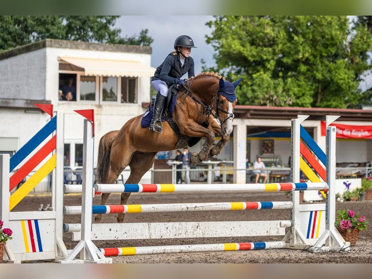 Irish sport horse Merrie 8 Jaar 157 cm Vos in Schlüchtern