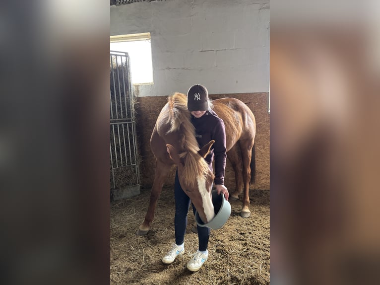 Irish sport horse Merrie 8 Jaar 157 cm Vos in Schlüchtern