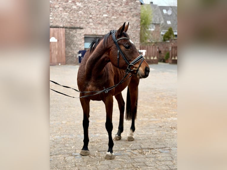 Irish sport horse Merrie 8 Jaar 158 cm Donkerbruin in Grevenbroich