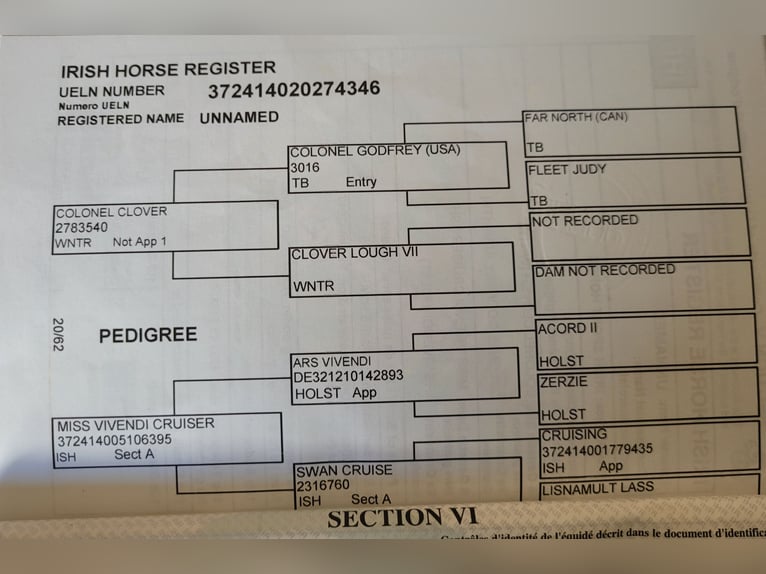 Irish sport horse Merrie 8 Jaar 158 cm Schimmel in Leitrim